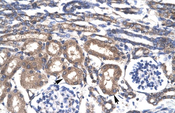 KLF8 Antibody