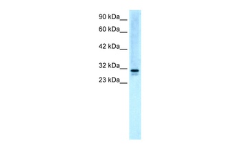 SNF8 Antibody