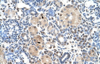 ZNF274 Antibody