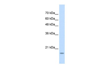 YAF2 Antibody