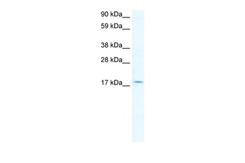 PQBP1 Antibody