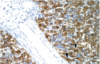 NFYA Antibody