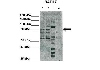 RAD17 Antibody