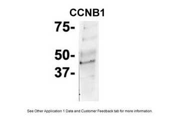 CCNB1 Antibody