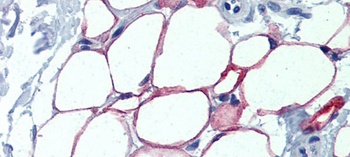 NFIC Antibody