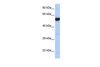 CHRNG Antibody