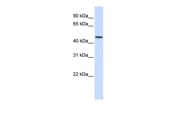 KDM8 Antibody