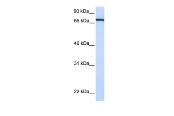 TCF7L1 Antibody