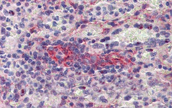 Septin 11 Antibody