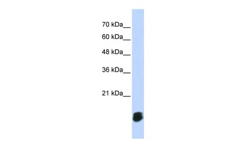 GLRX5 Antibody