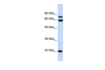PPP2R1A Antibody