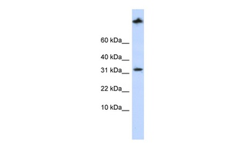 SCP2 Antibody