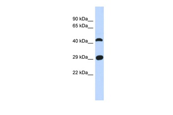 C4orf22 Antibody