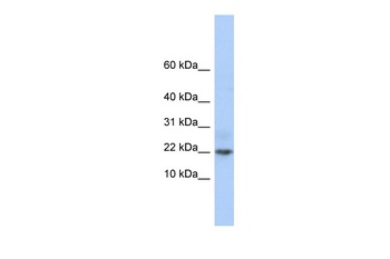 C9orf25 Antibody