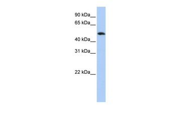 KIAA0157 Antibody
