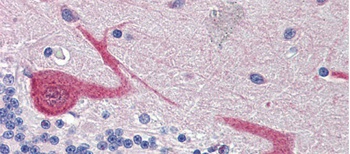 GABARAPL1 Antibody