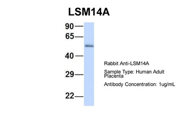 LSM14A Antibody