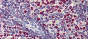 FCHO1 Antibody