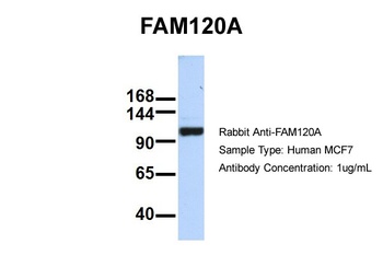 FAM120A Antibody