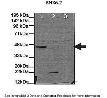 SNX5 Antibody