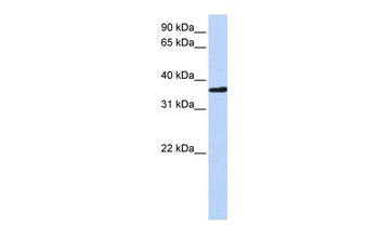 CHORDC1 Antibody