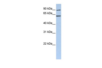 CCT5 Antibody