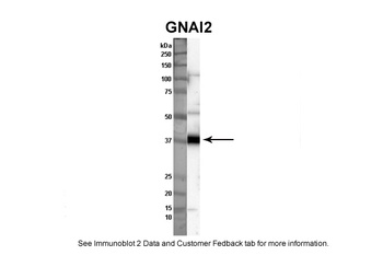 GNAI2 Antibody