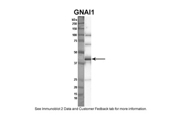 GNAI1 Antibody