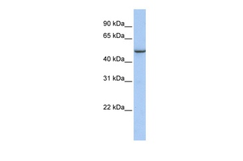 TMEM184A Antibody