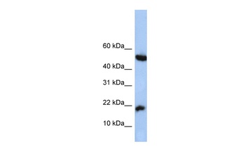 LOC285033 Antibody