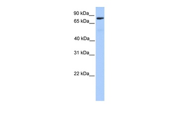 C12orf40 Antibody