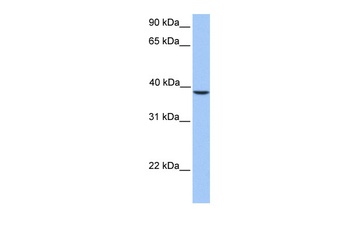 SUNC1 Antibody