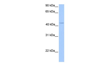 C17orf97 Antibody