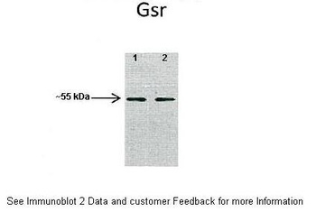 GSR Antibody