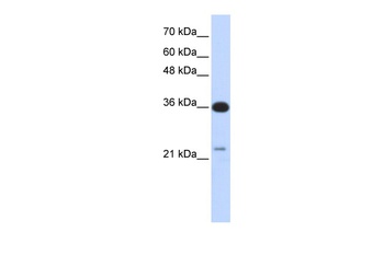 C20orf10 Antibody