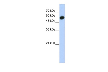 LRRC6 Antibody