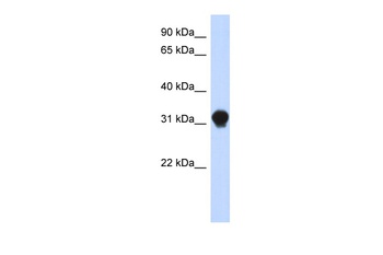 DNALI1 Antibody