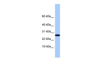 FAM101A Antibody