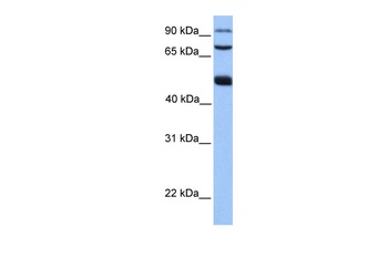 WDR49 Antibody