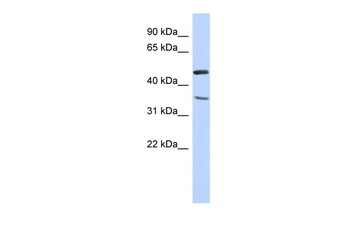 FAM81B Antibody