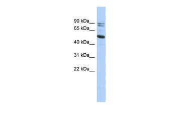 CAPN10 Antibody