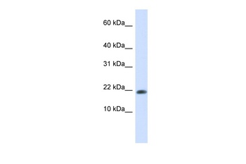 GABARAPL2 Antibody