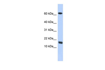 C4orf46 Antibody