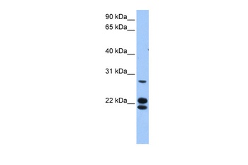 LOC732272 Antibody