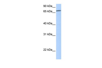 ZNF418 Antibody