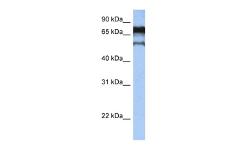 ZNF780B Antibody