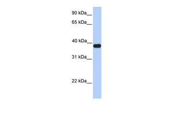 ASB5 Antibody