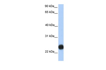 TMEM123 Antibody