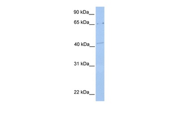 C6orf192 Antibody