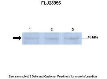 FLJ23356 Antibody